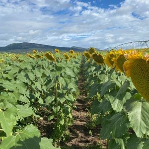 Meet your Posher, Georgie